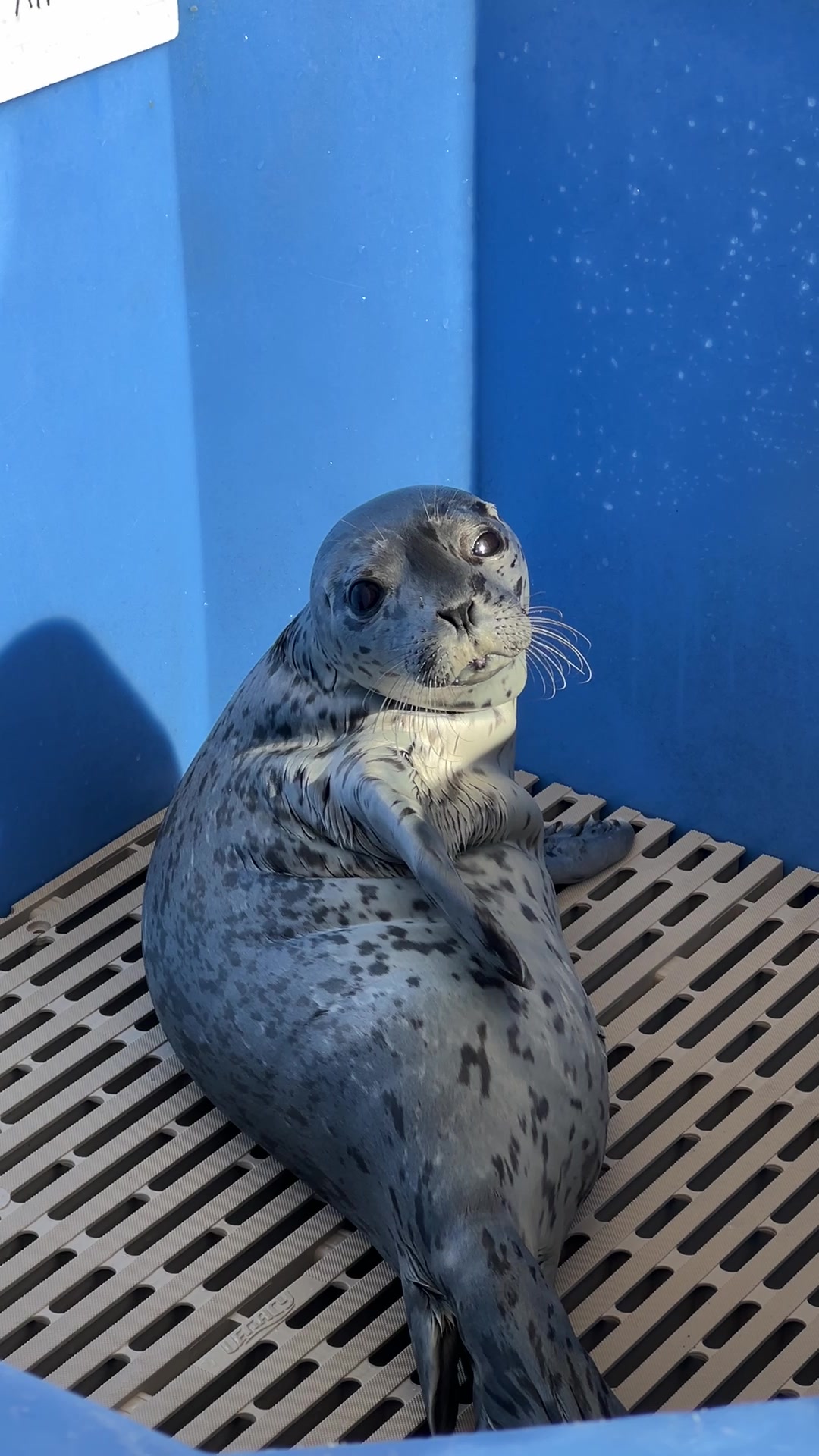 @Marine Mammal Rescue Society