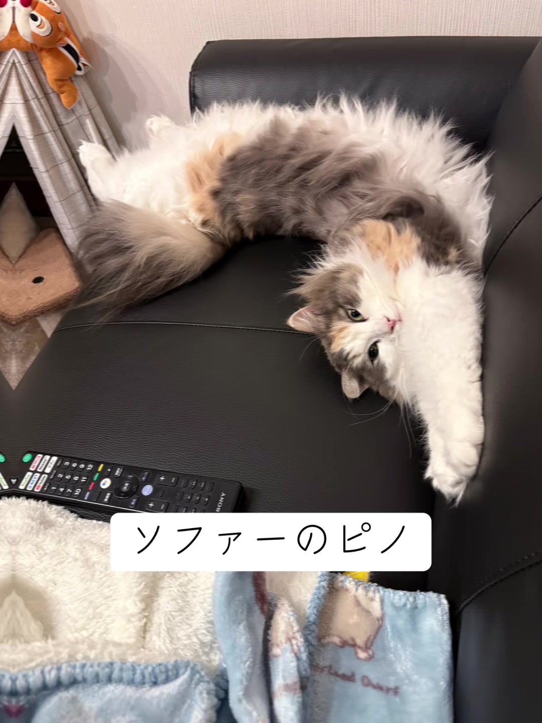 @neko.neko.hato