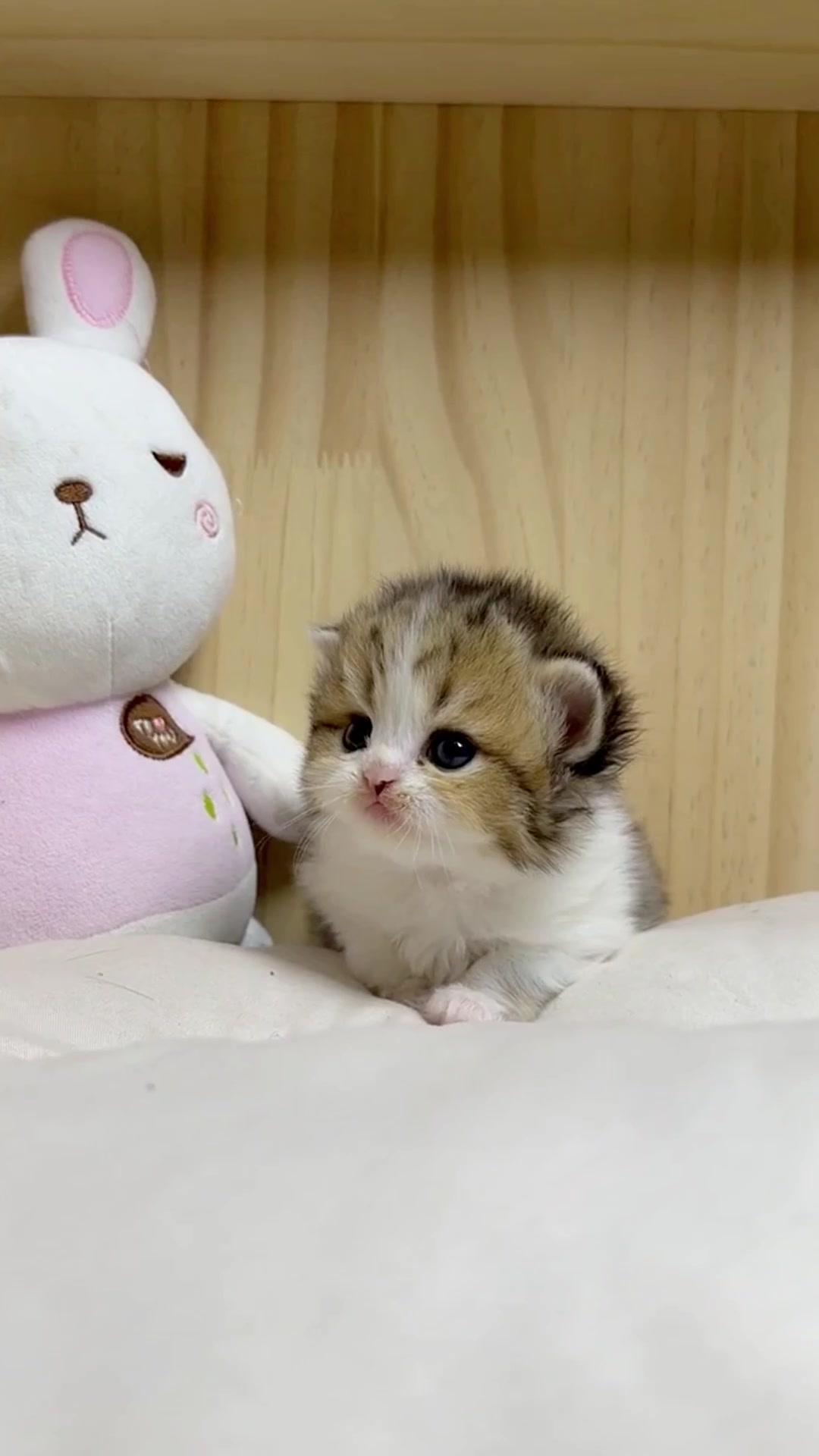 @catbosssss