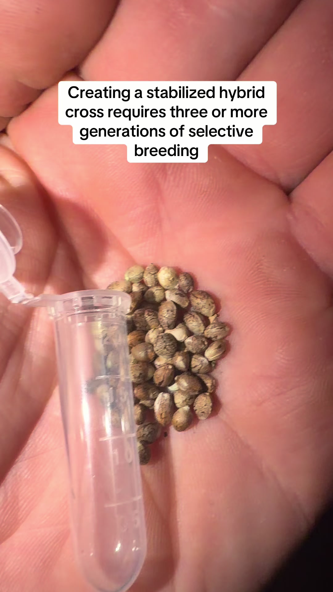@SEEDTIVA