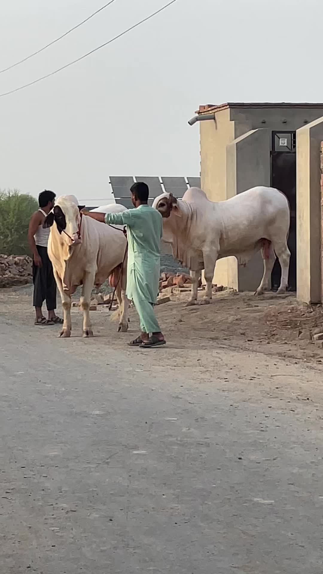 @Ustad Jee Cattle Farm
