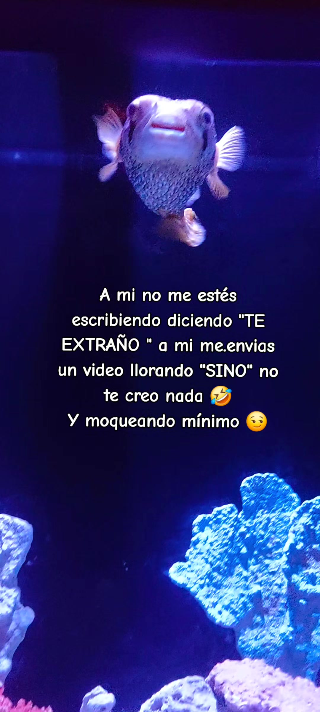 @Any Estrella 💖