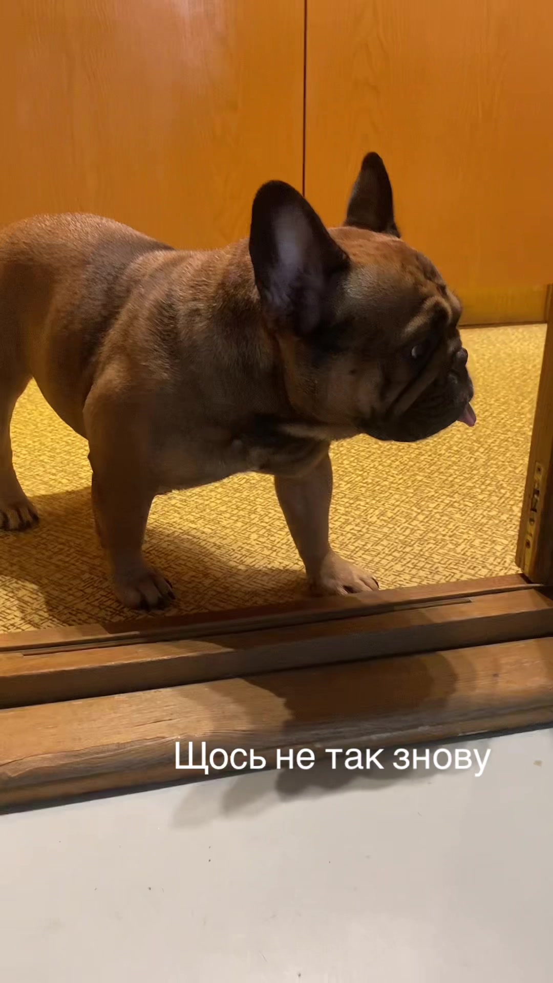 @_holly_bulls_