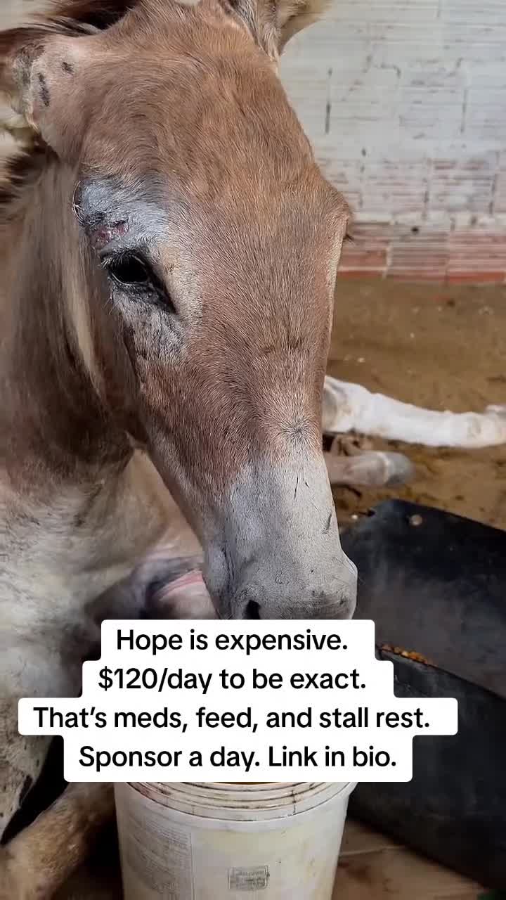 @REBORN ANIMAL RESCUER