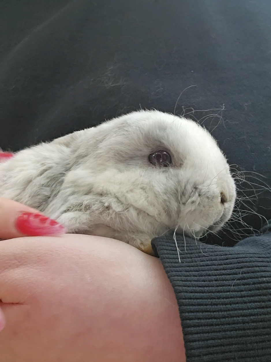 @Darling Rabbitry
