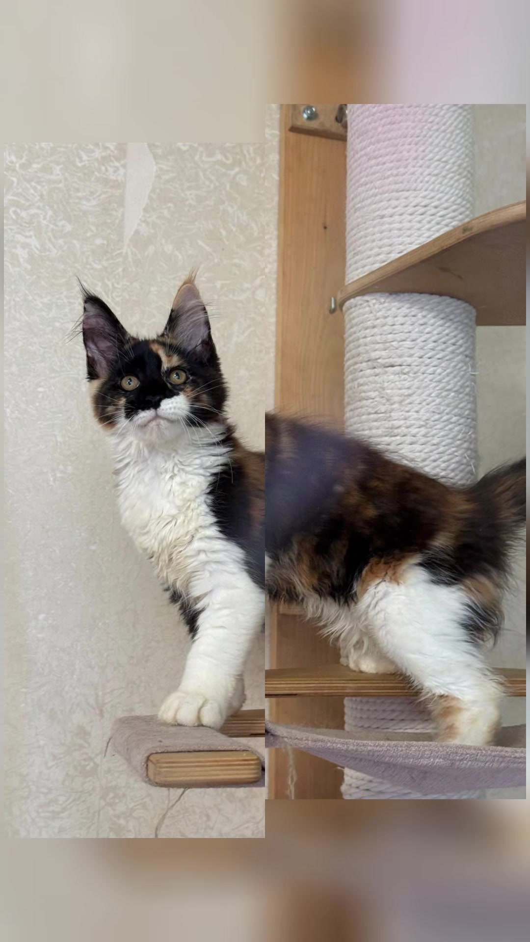 @PARAKENTOS*UA Maine coon