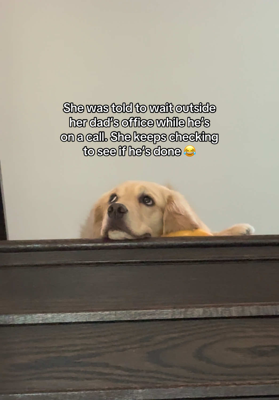 @Daisy & Maple the Goldens