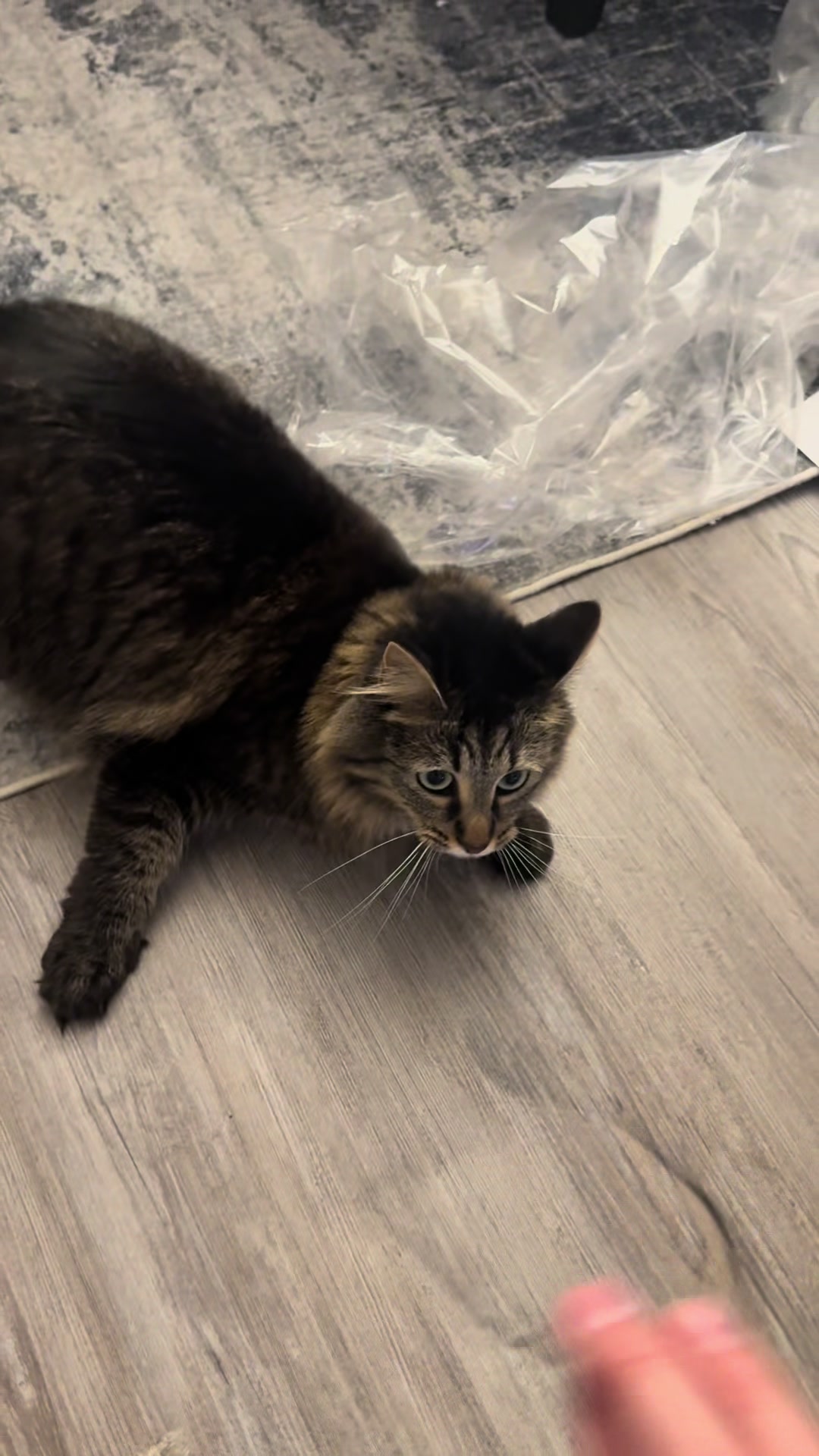 @RoxySnowballCatDrama