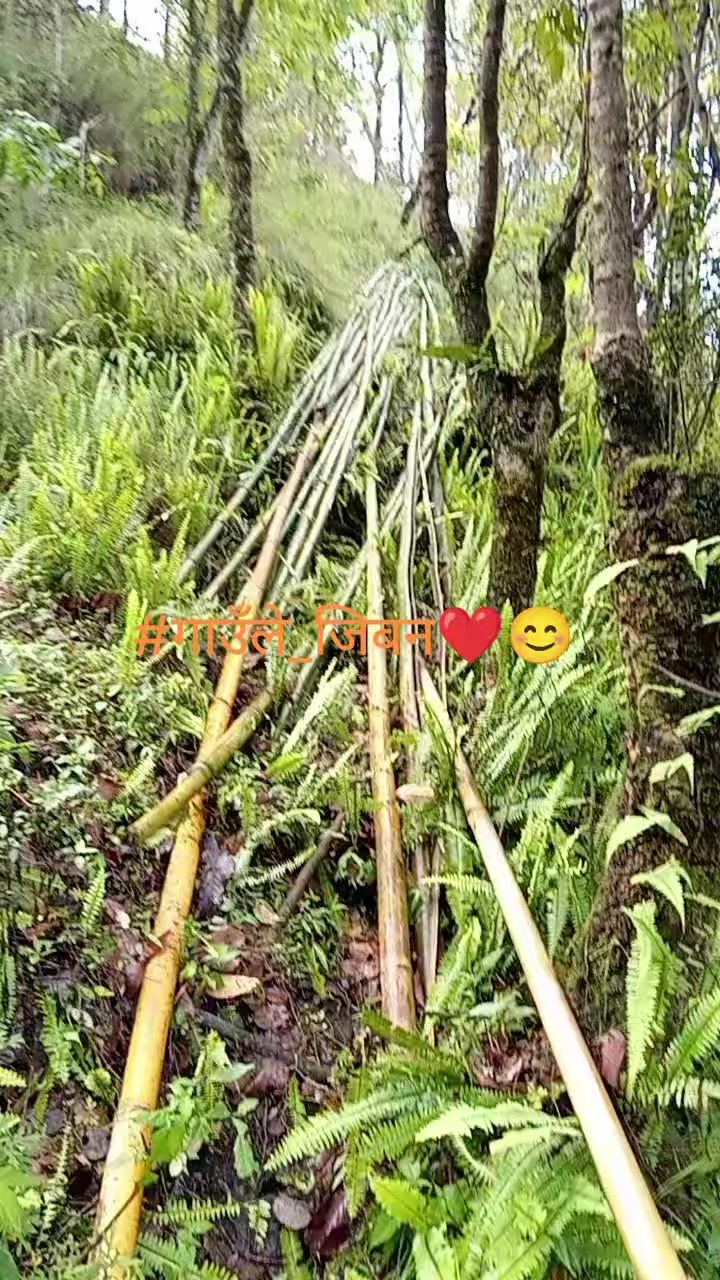 @रोशन ओख्राबु लिम्बु☺️😘🇳🇵