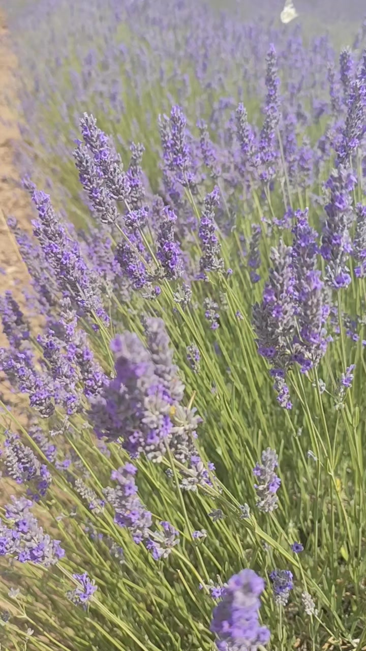 @ismail 💕Melahat &Ccedil;alışkan🇹🇷