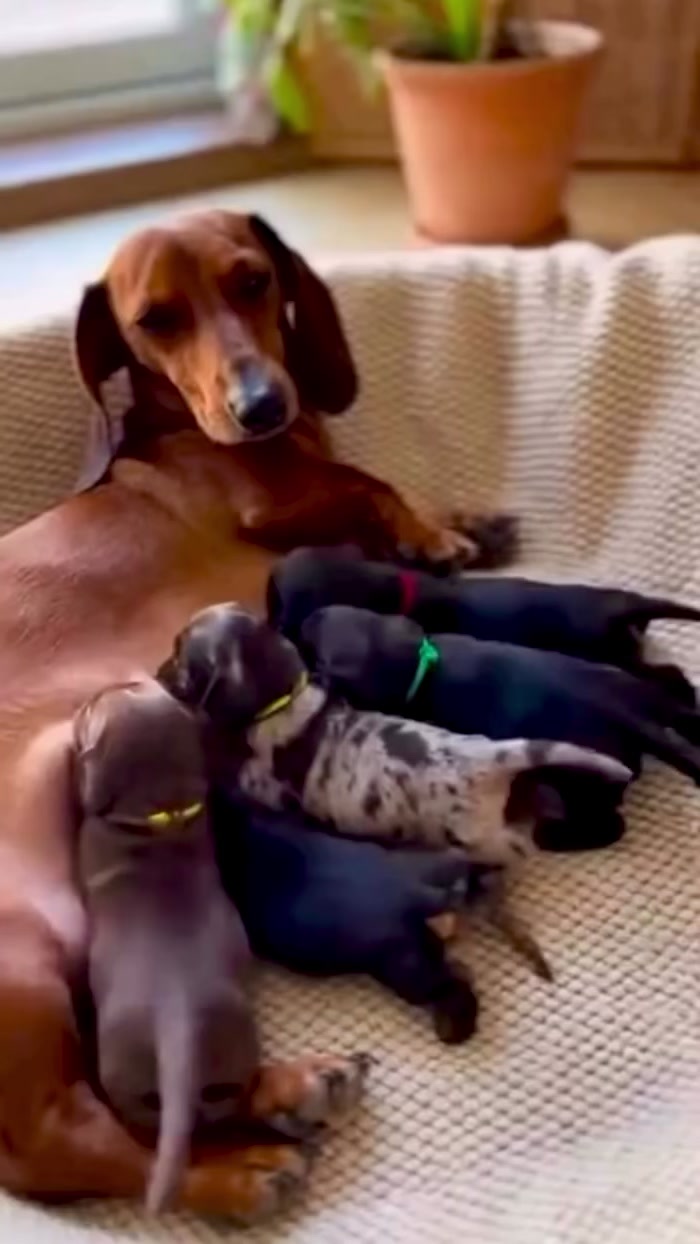 @Dachshund Party