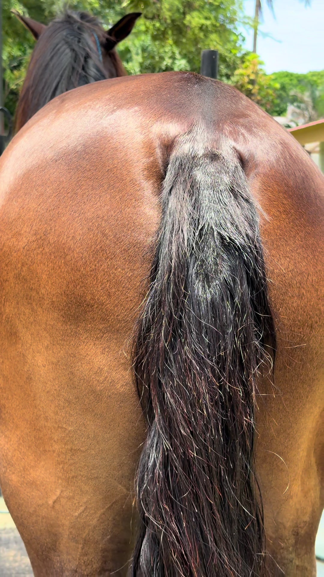 @EQUINOVET NICARAGUA