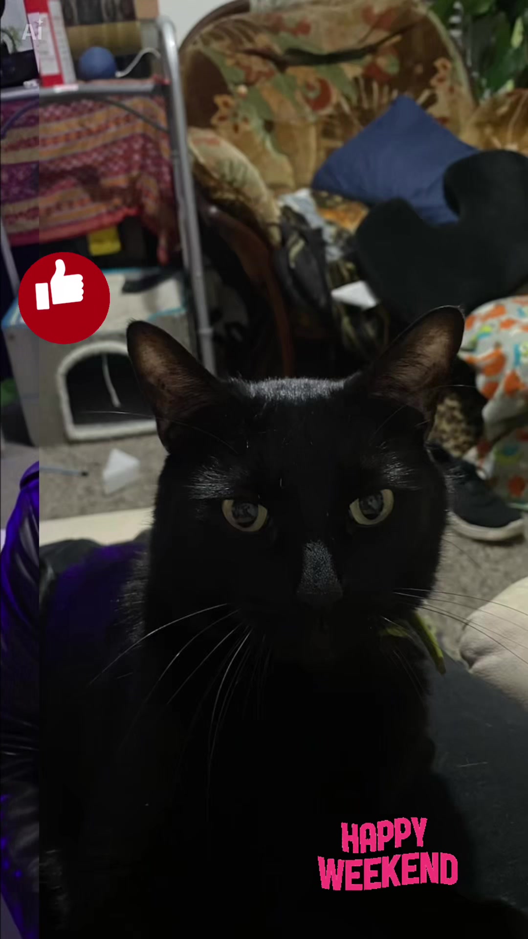 @🐈⬛🐈Shelby🐈