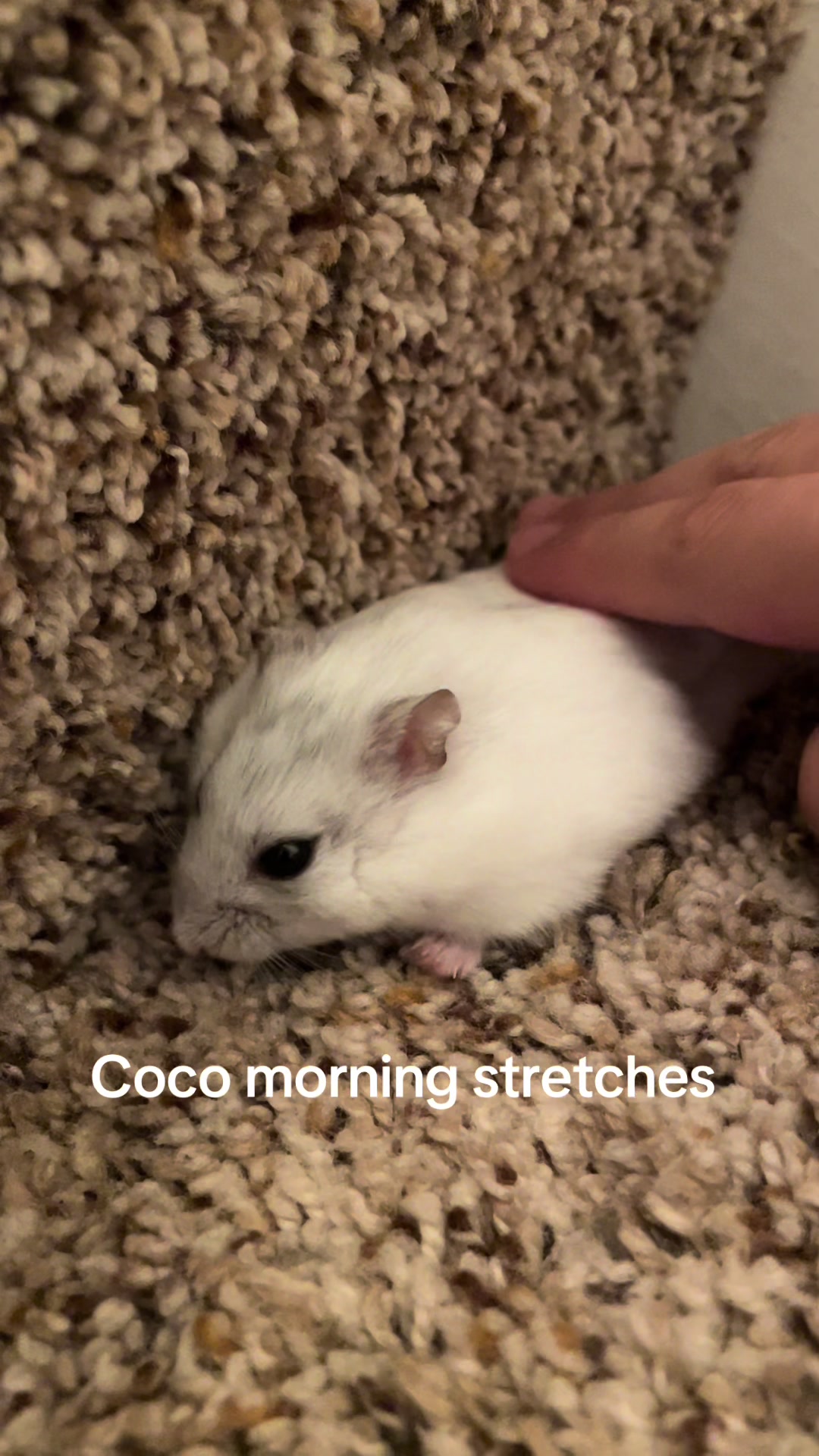 @MoChi&CoCo