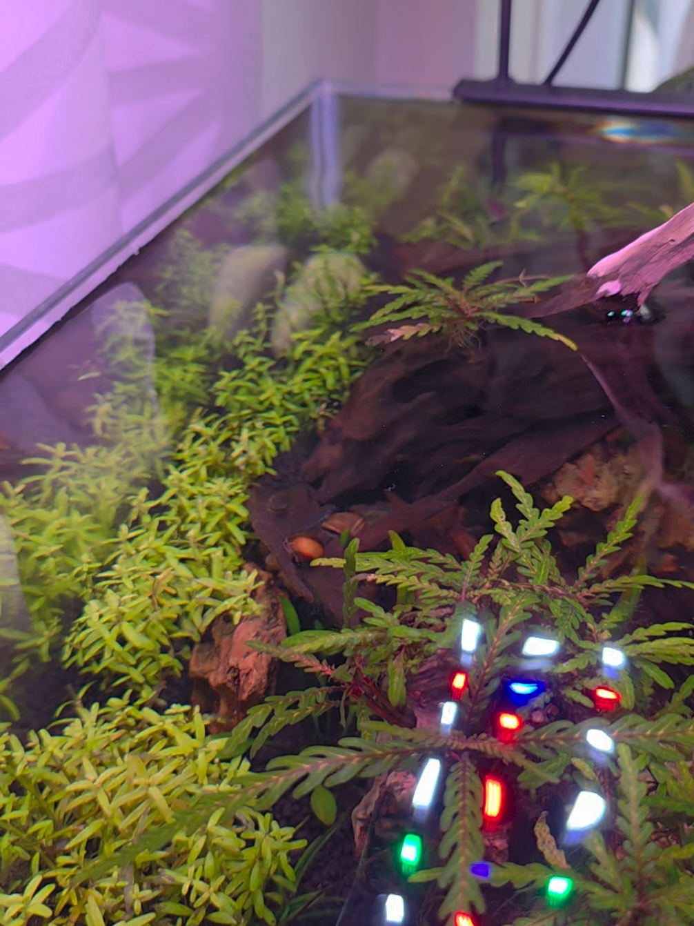 @Ace Aquascape