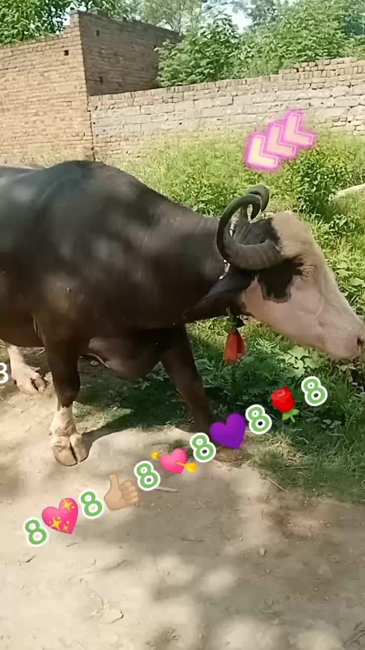 @Umarjan
