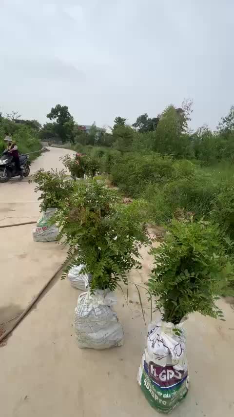 @Nh&agrave; Vườn Vũ Mai