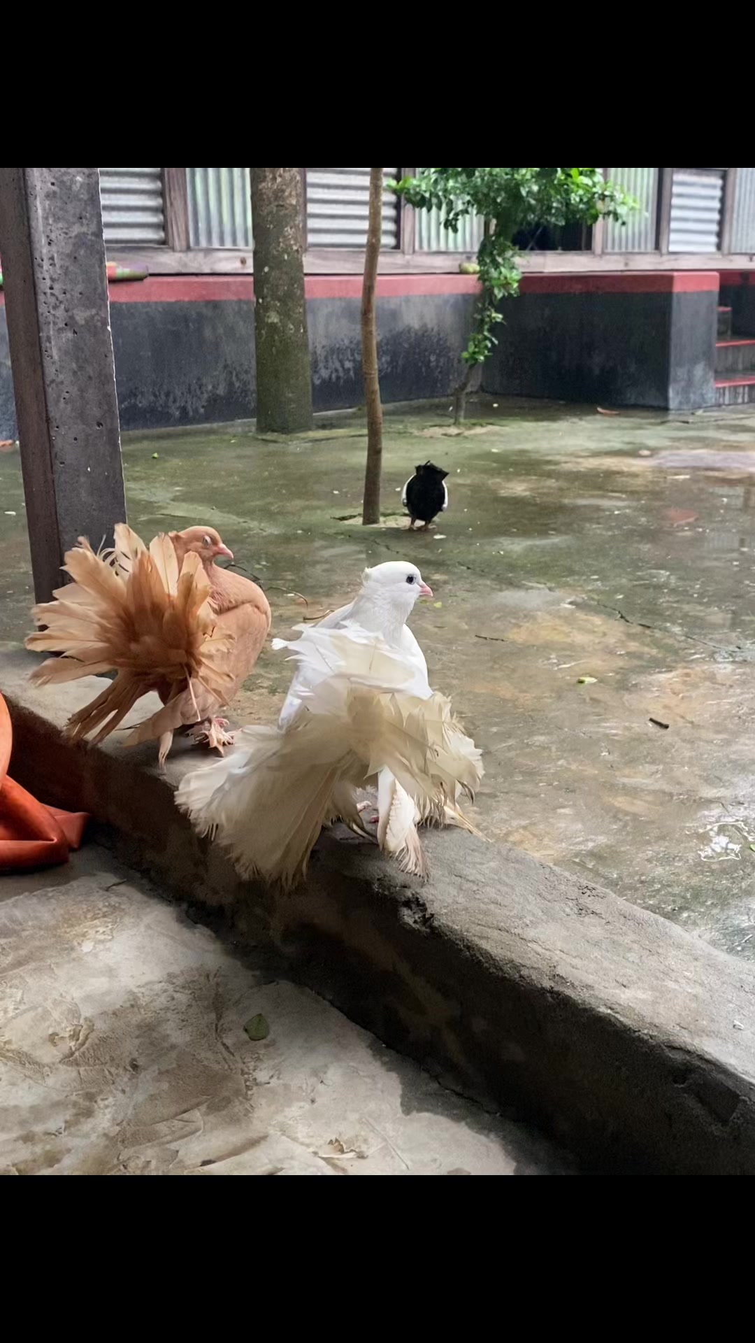 @Rayhan's Pets