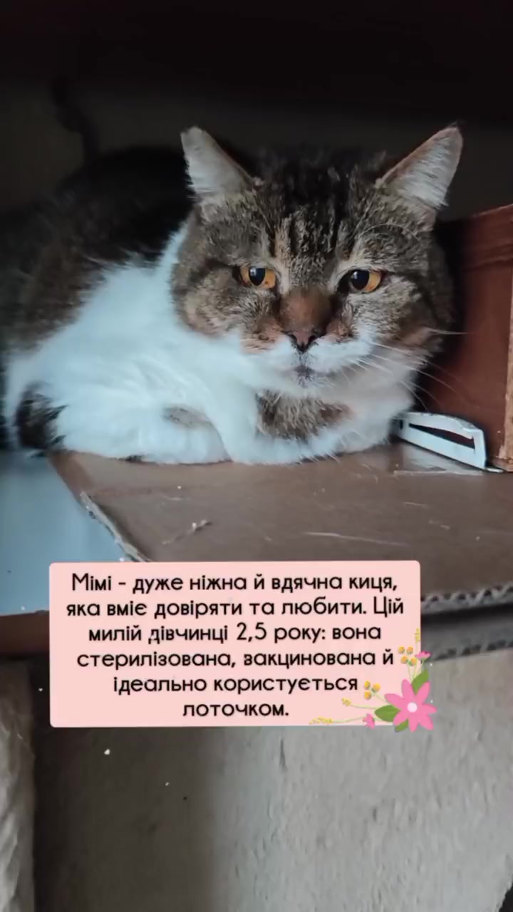 @КотоДім Cat House