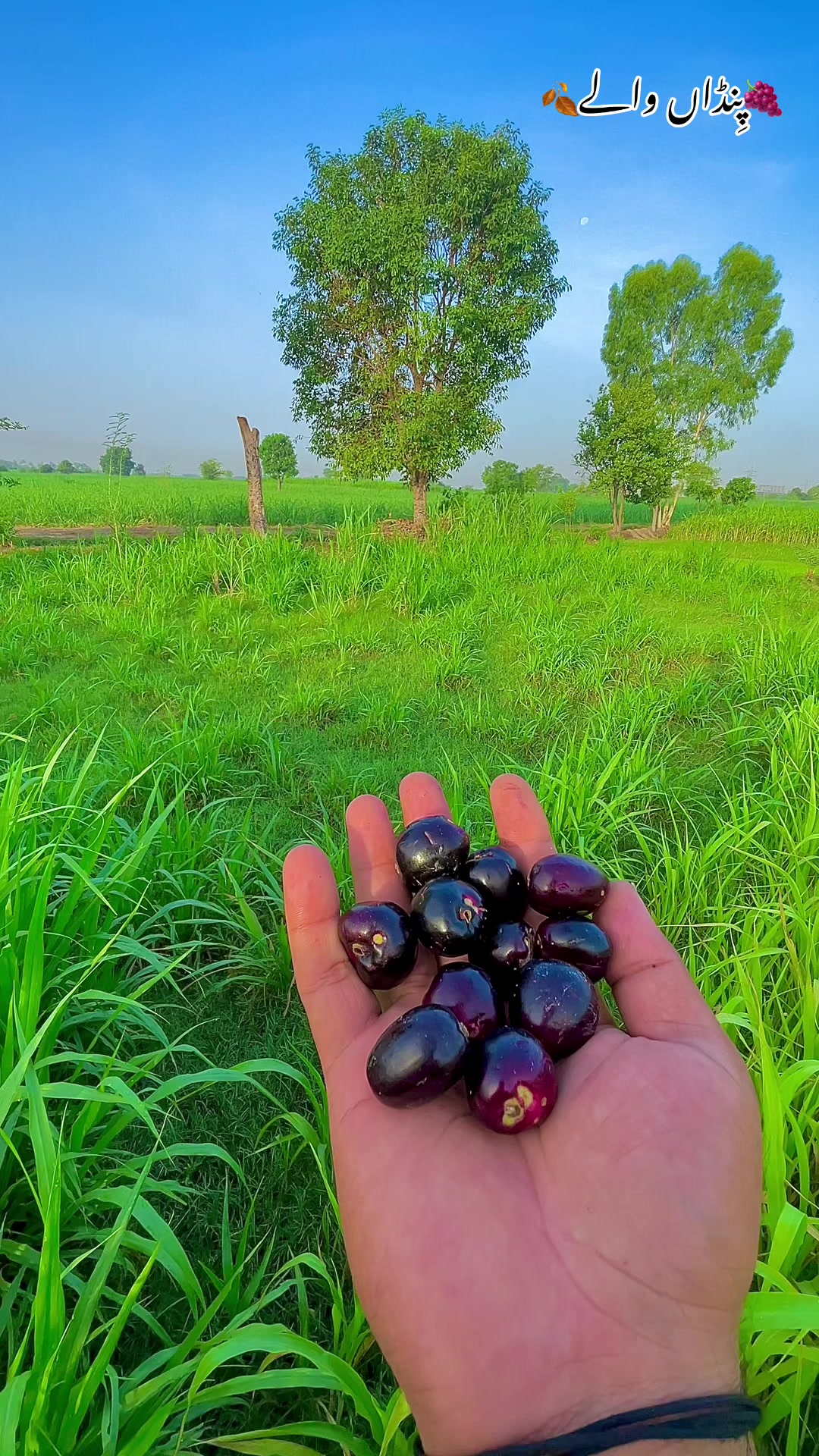 @🥀مٹی پنجاب دی🥀