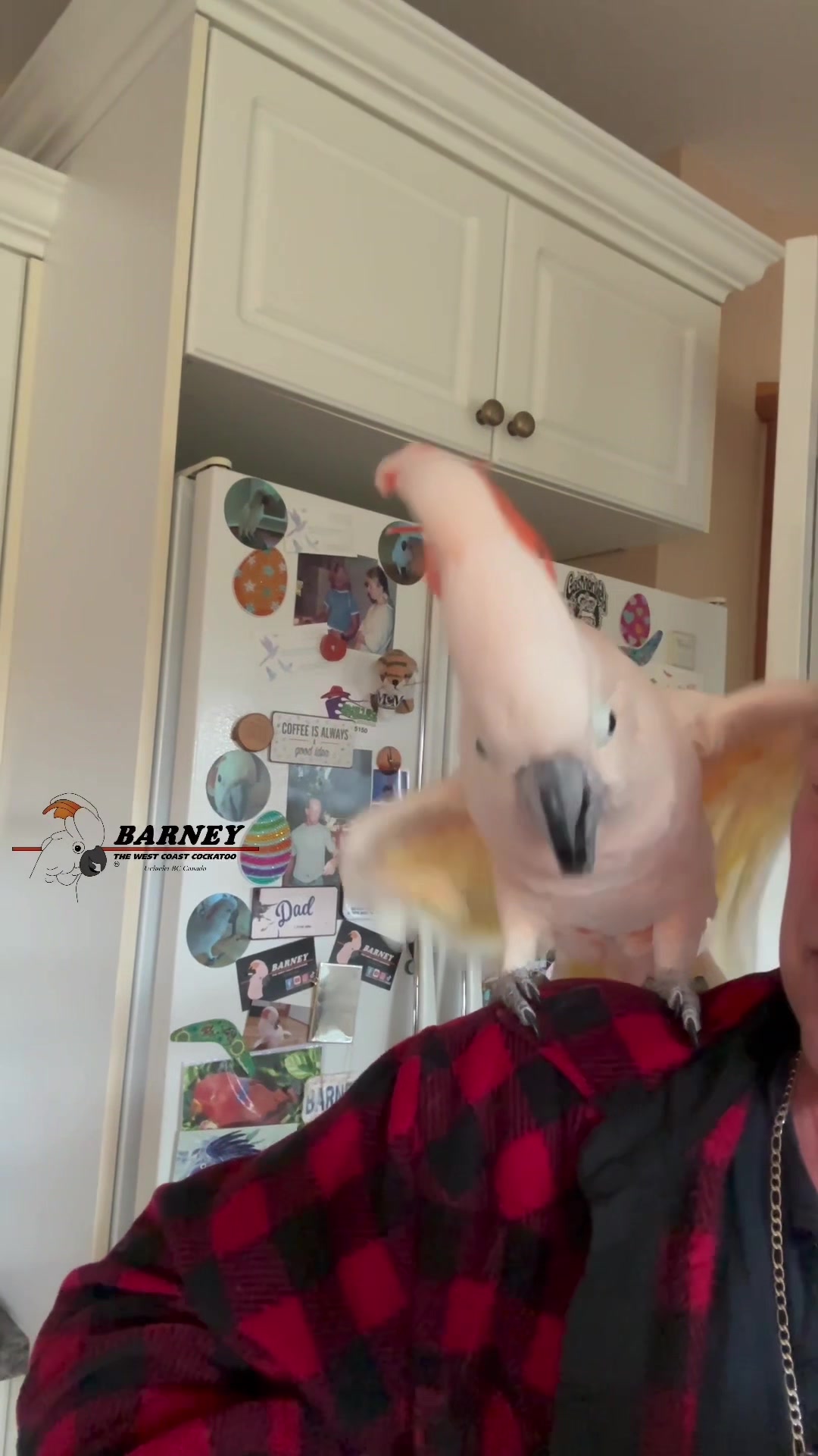 @Barney the West Coast Cockatoo