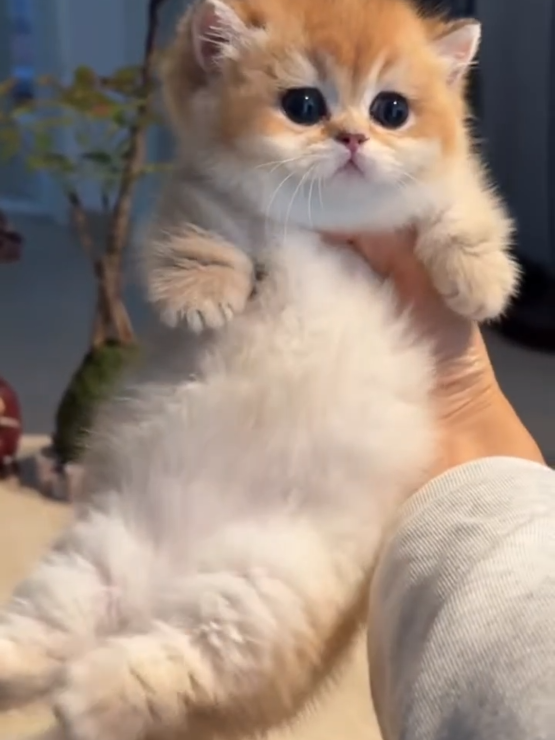 @Chonky World Of Cats