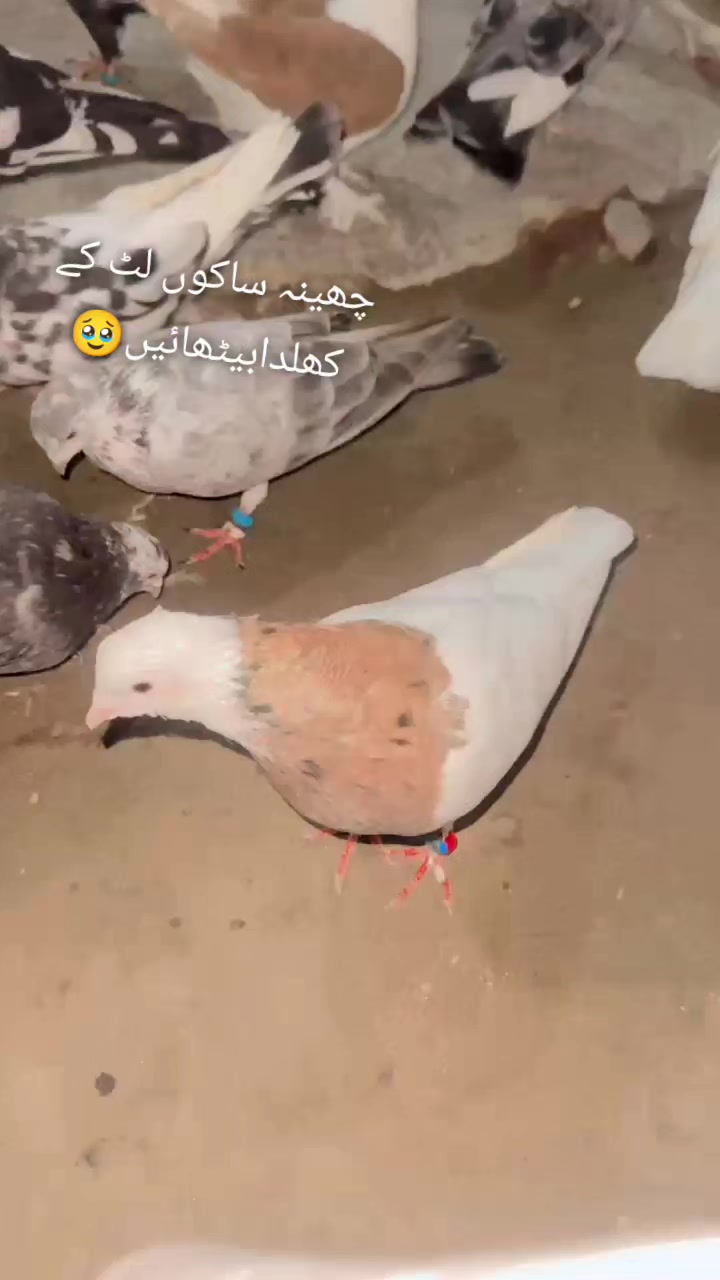 @عدیل رحمن لیہ وال کبوتر باز