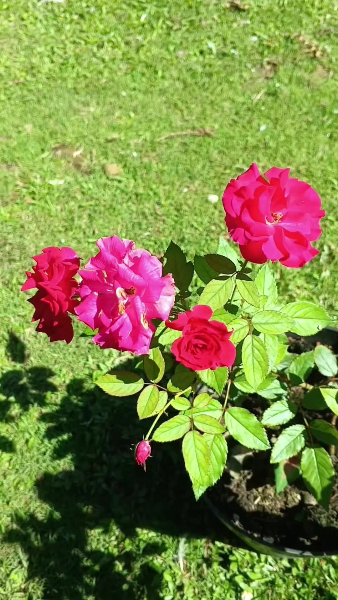 @susmawaati