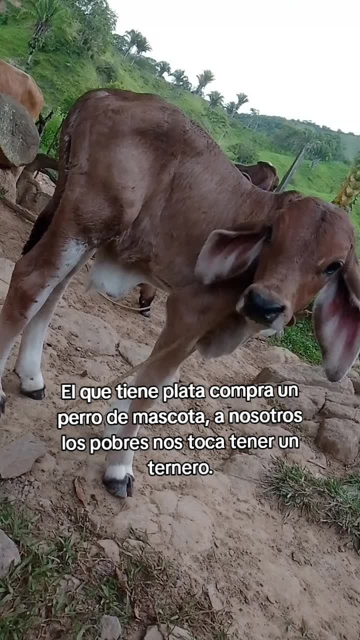 @Estrada