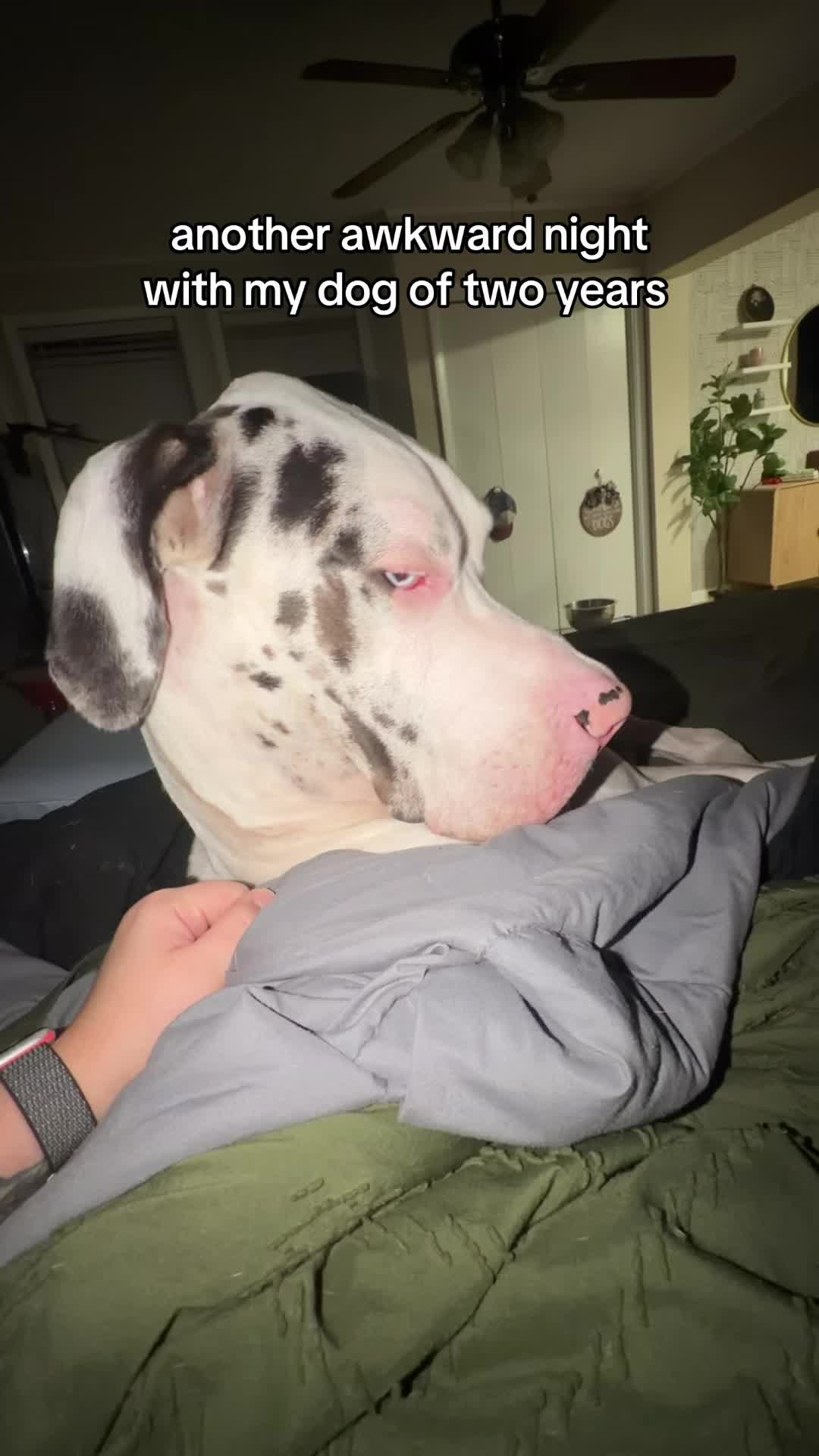 @stonethedane