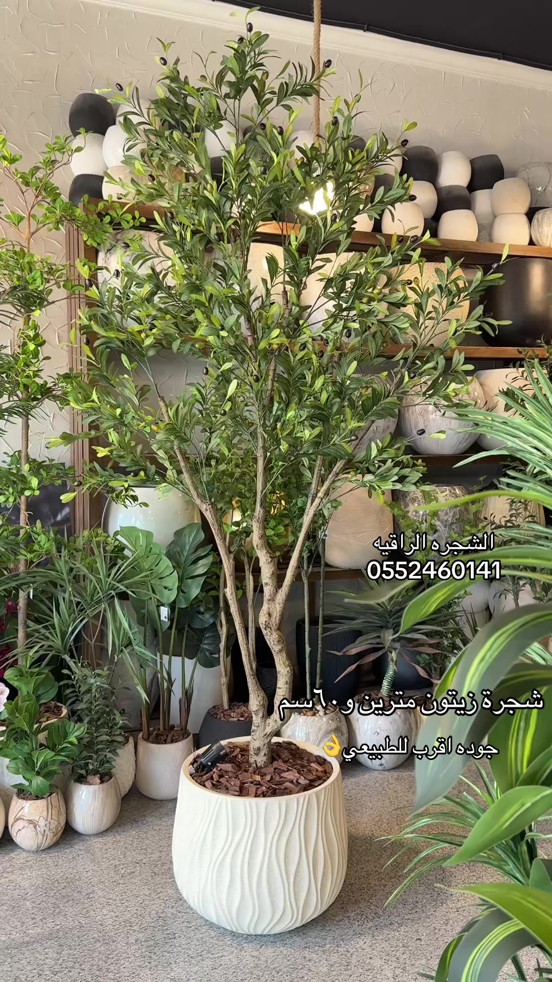 @الشجره الراقيه(زهور المملكه)🌴