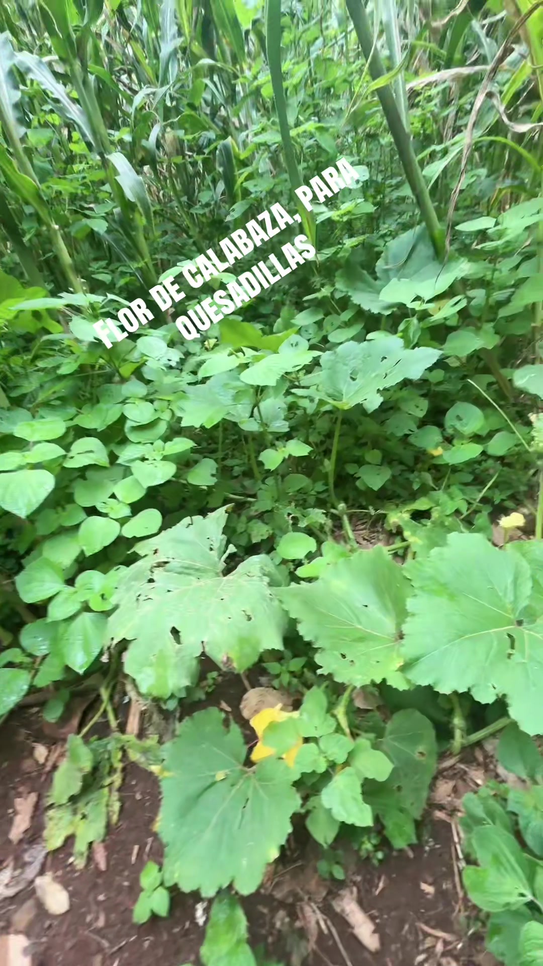 @🇲🇽 ᙖ&epsilon;тყᴿᥫ᭡