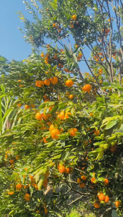 @@sisamkarki69