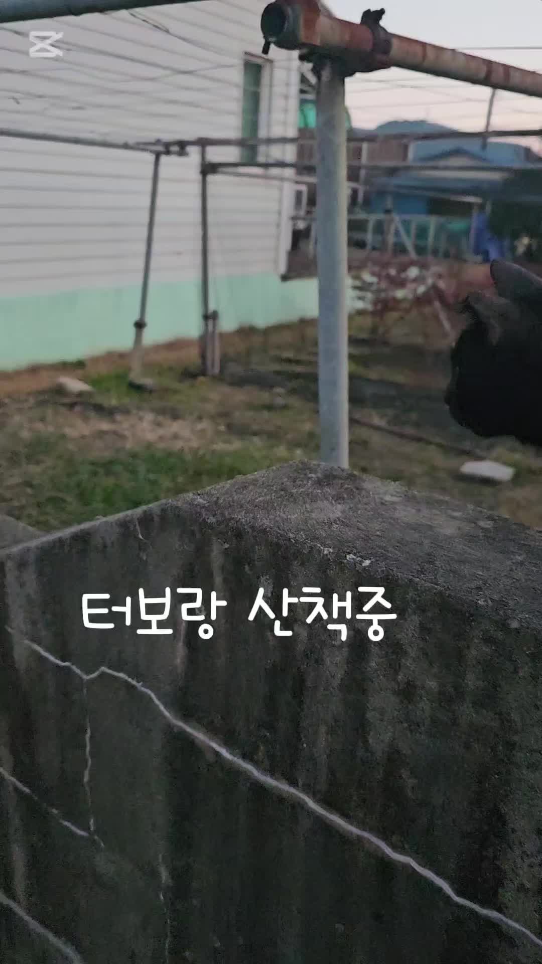 @검은고양이 터보
