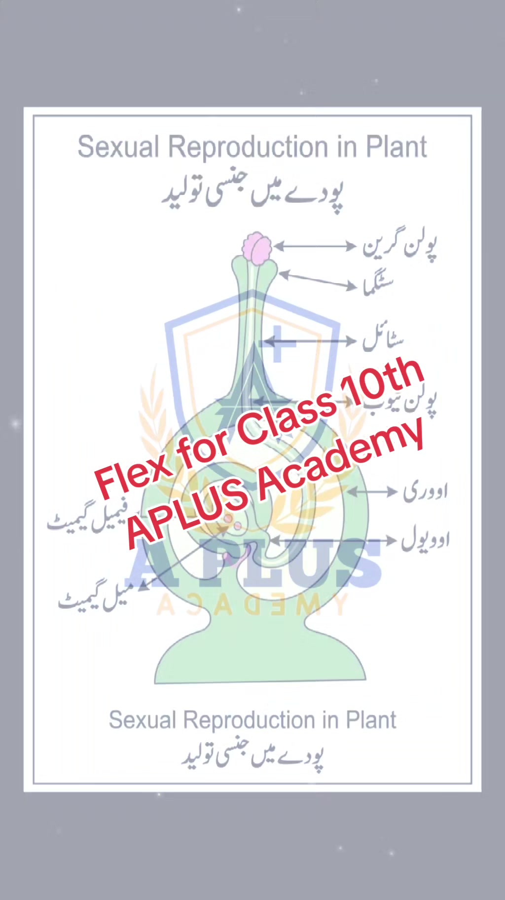 @Sir-Nouman APLUS ACADEMY