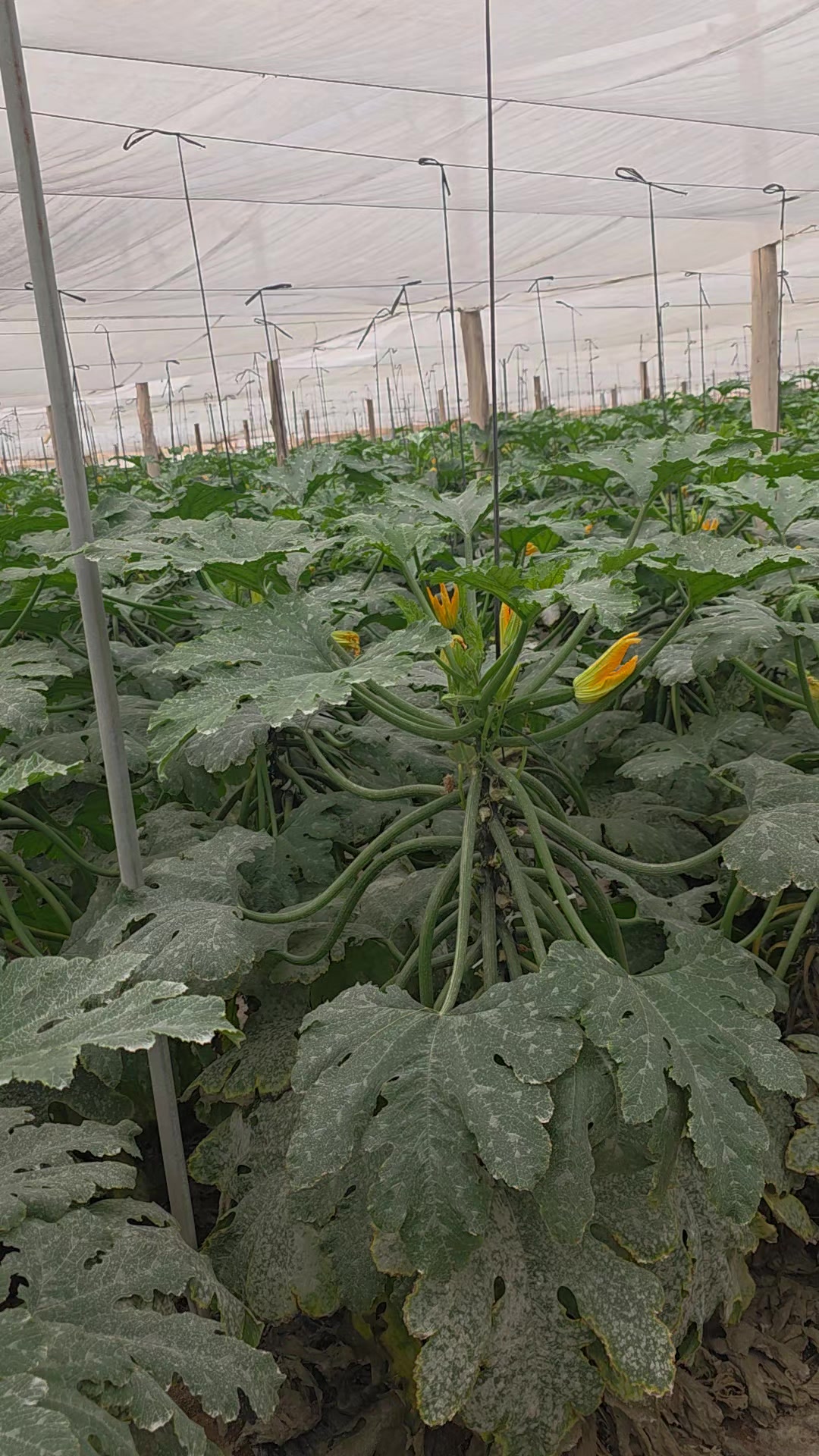 @El Extensionista del Agro