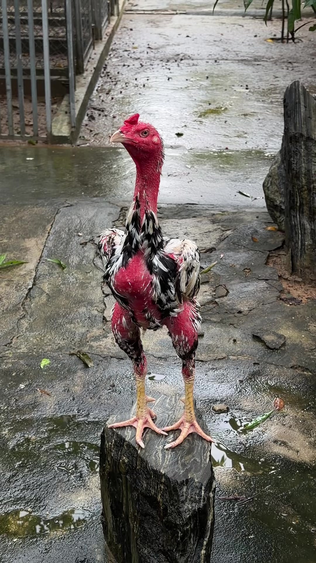 @Quốc khánh