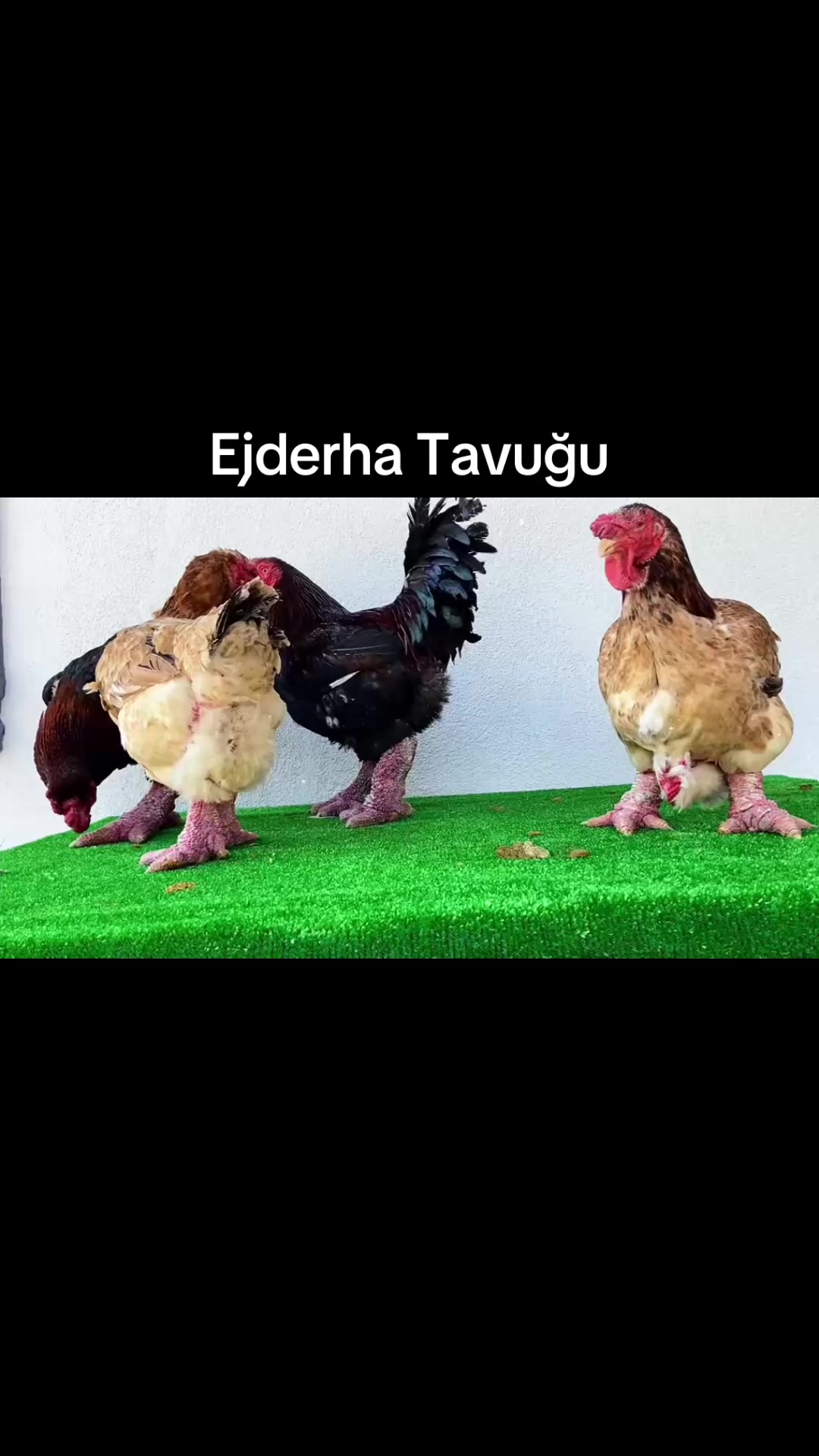 @Tugay Sezer