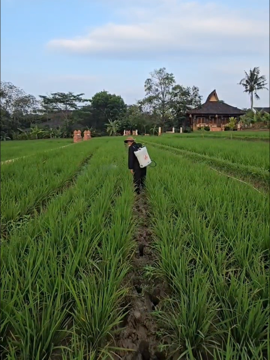 @KANG DEDI MULYADI
