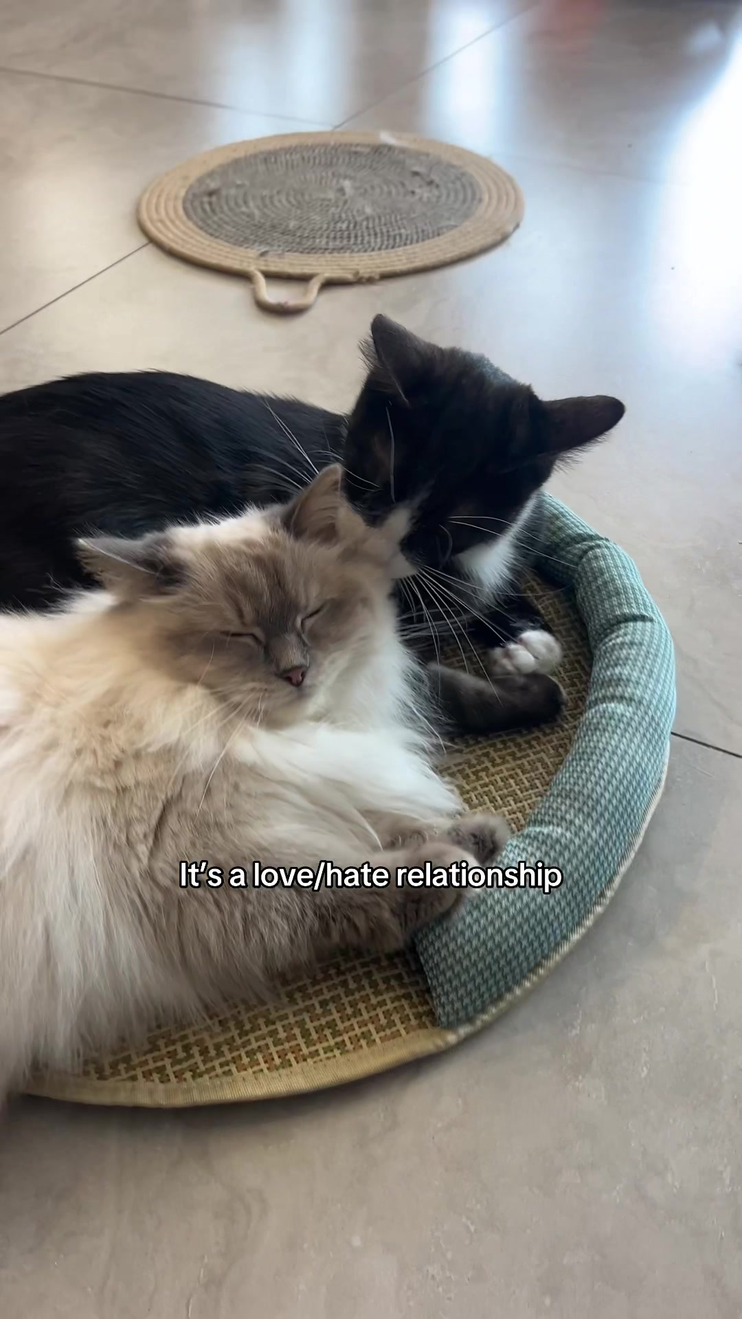 @crazycatcafe
