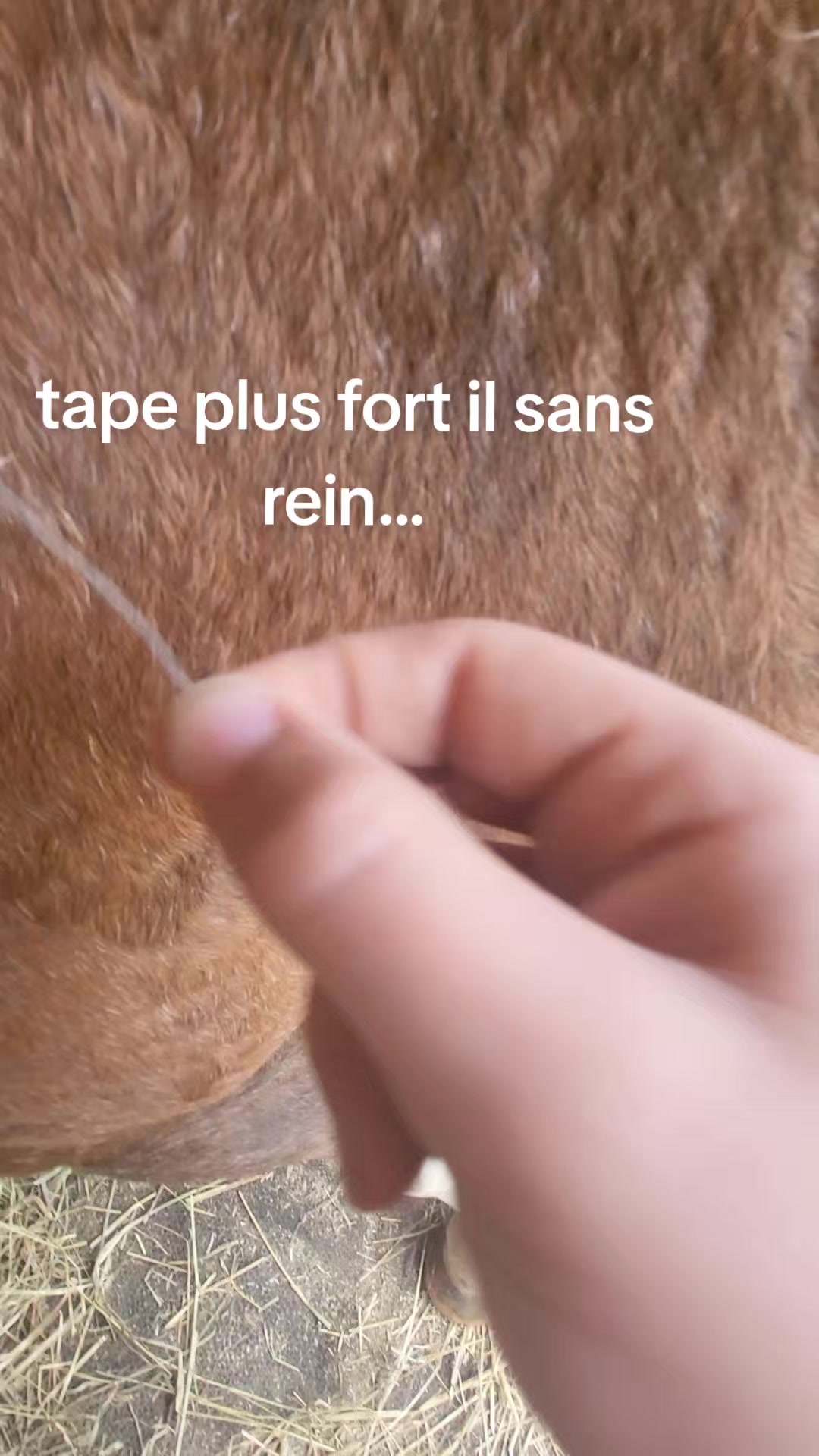 @🤠Rox🐴