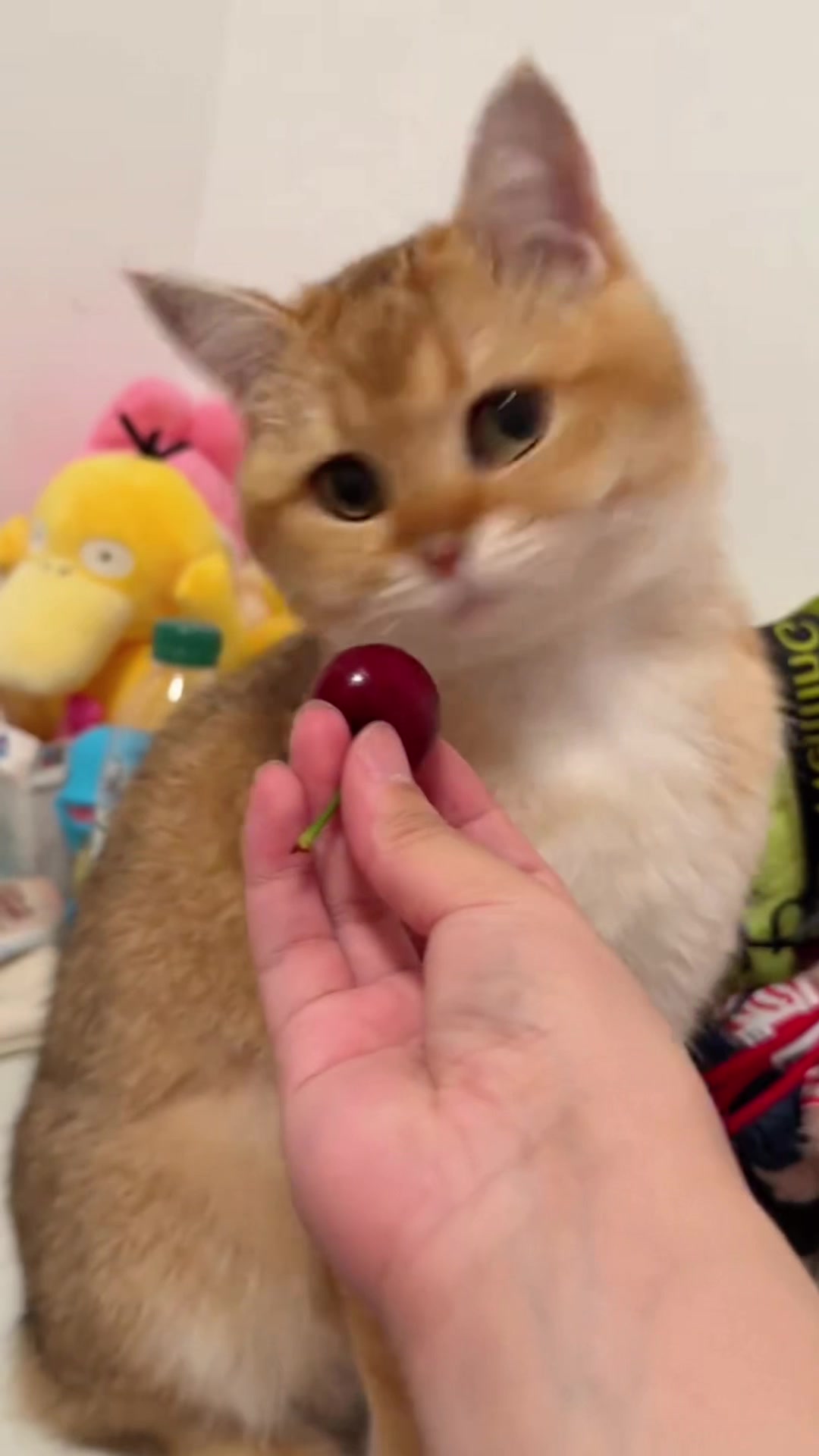 @cutekitten37