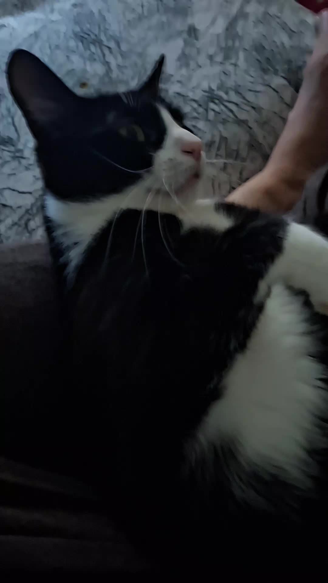@lilythecat