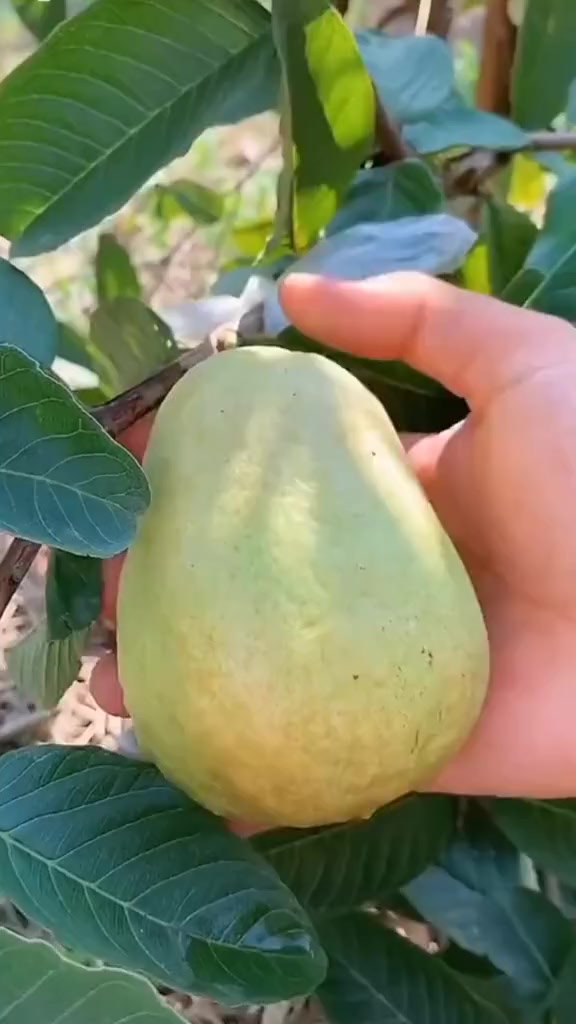 @fruits