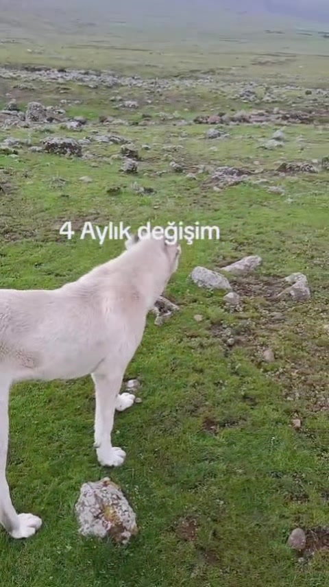 @Kasım