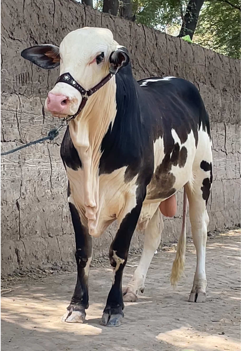 @Ustad Jee Cattle Farm