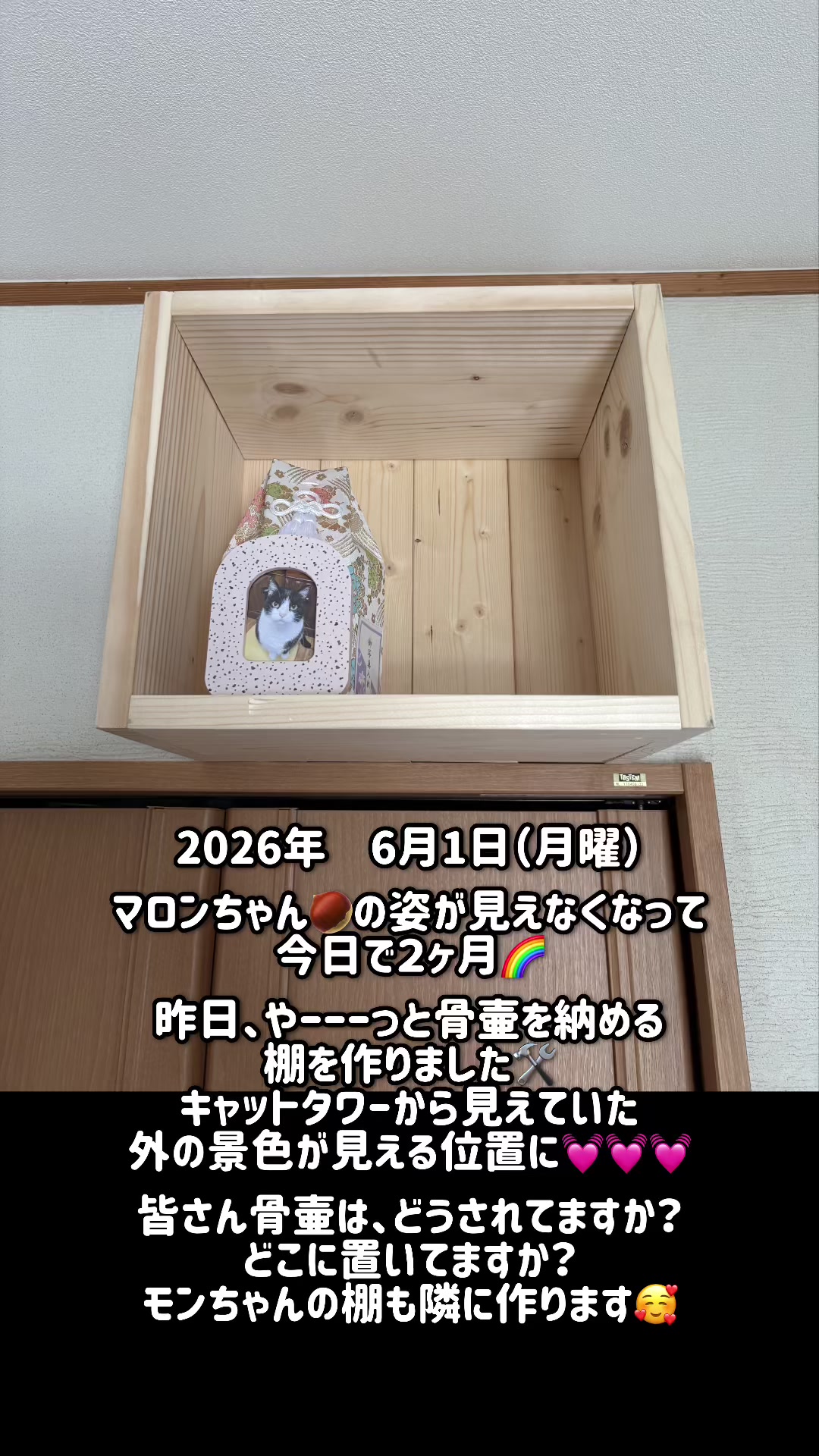 @ねこぷにもふ|ホワイトシェパードのハクちゃん