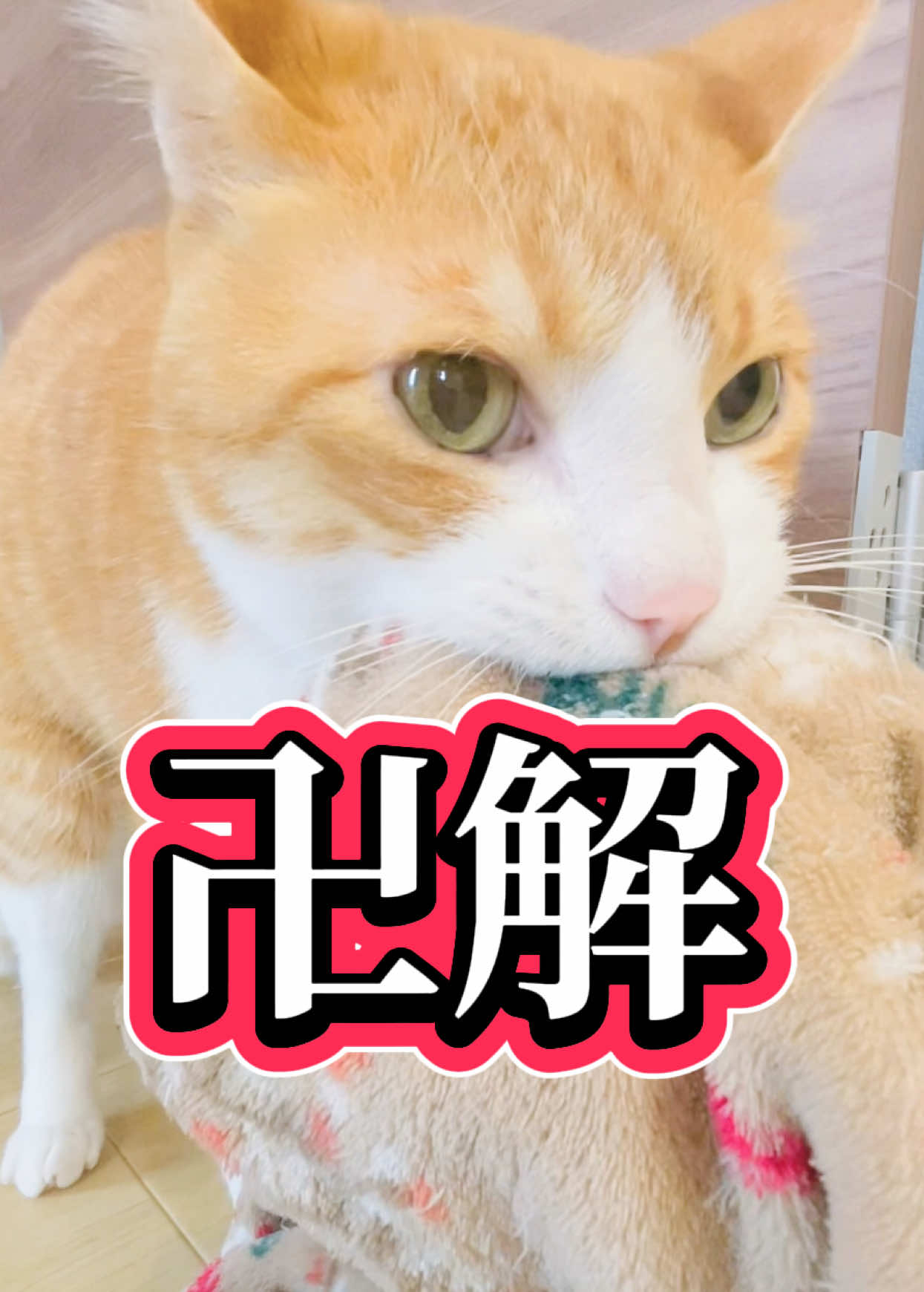 @みーこchannel