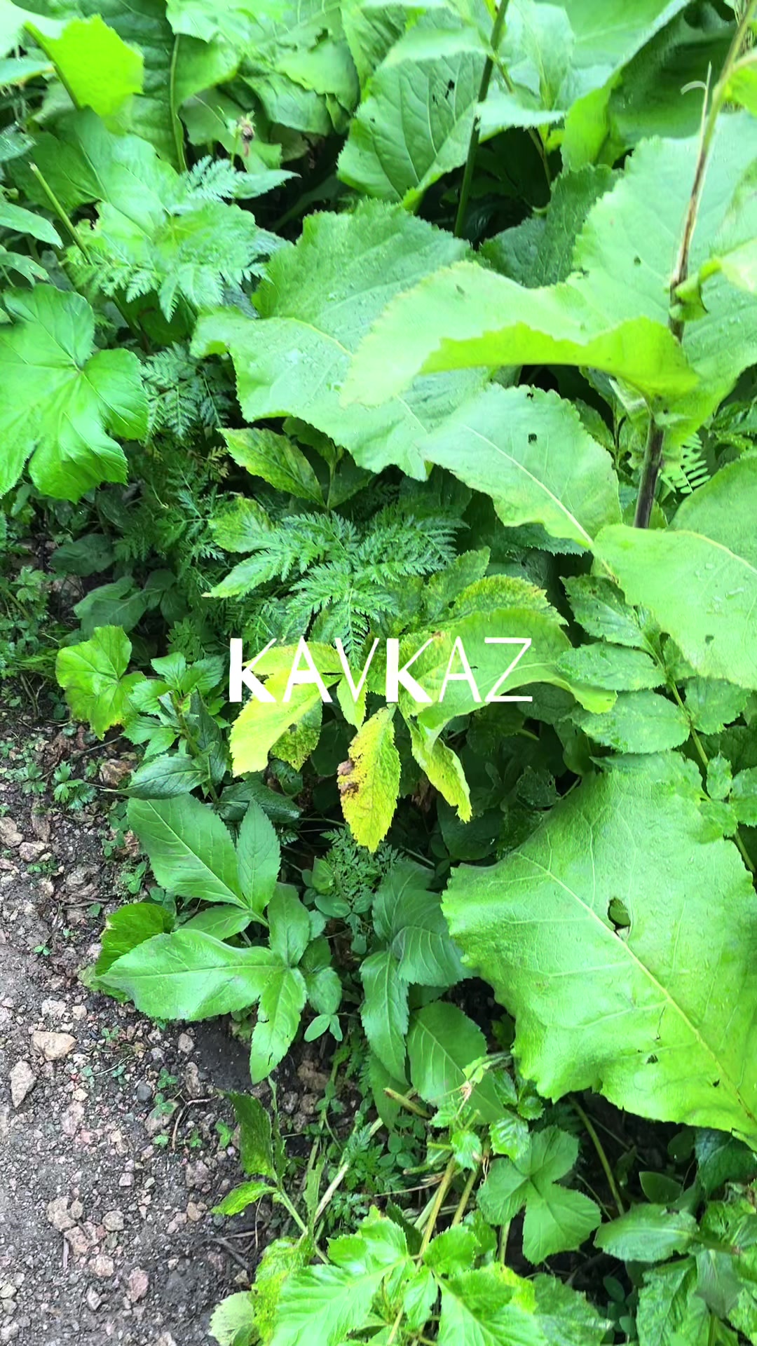 @ваня палка