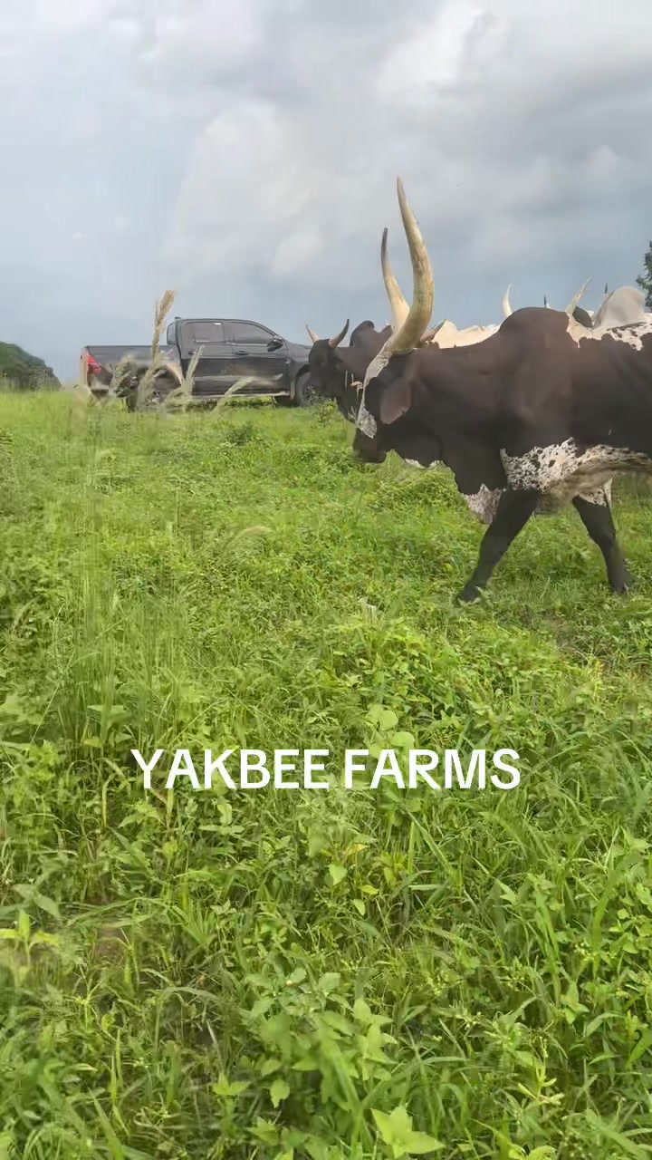 @YakbeeFarms
